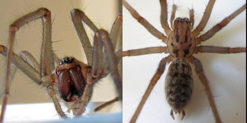 Eratigena sp.
